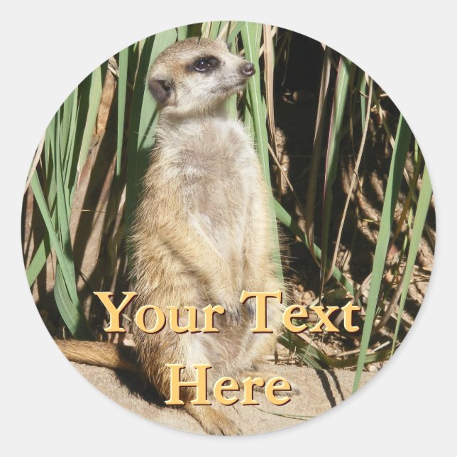 Adesivo Meerkat Stickers (Frente)