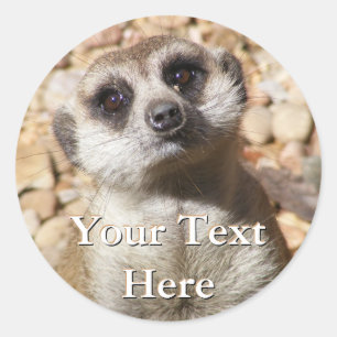 Adesivo Meerkat Stickers