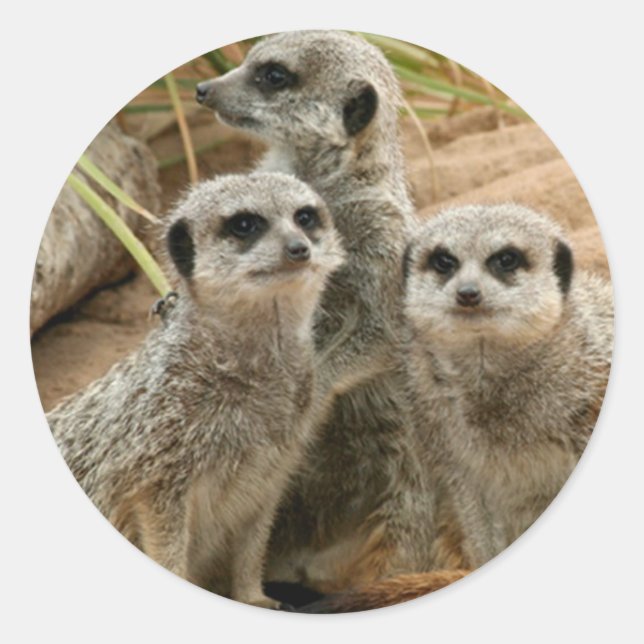 Adesivo Meerkats na vigia (Frente)