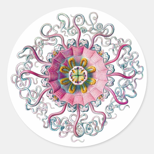 Adesivo Meia-coroa ou água-vivas (Frente)