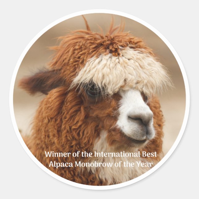 Adesivo Melhor Sobrancelha Unida de Alpaca (Frente)