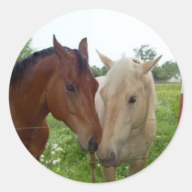 Adesivo Melhores Amigos para Sempre - Cavalos (Frente)