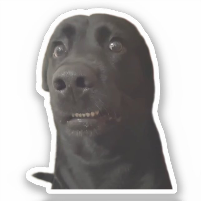 Adesivo Memória de Cachorro Assustada do Sticker (Frente)