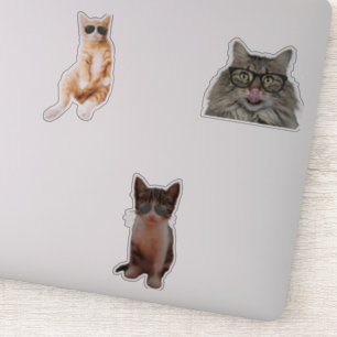 Adesivo Memórias de Gatos legal