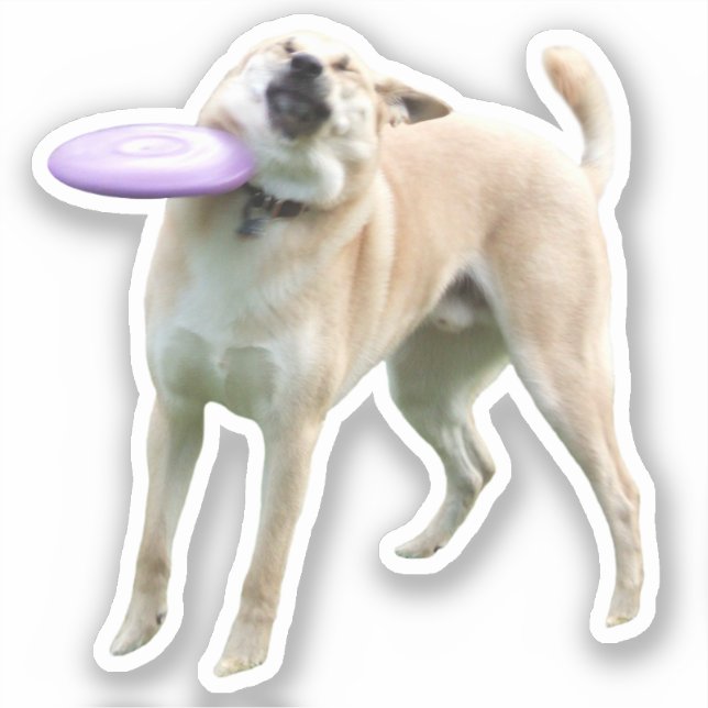 Adesivo Memory Sticker Frisbee Dog (Frente)