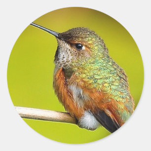 Adesivo Menina Feistosa: Hummingbird Rufo