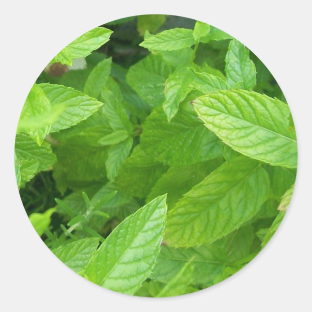 Adesivo Menta (Frente)