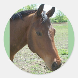Adesivo Meu Amigo, O Cavalo