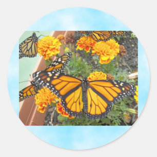 Adesivo Meu Monarch Butterflies-sticker
