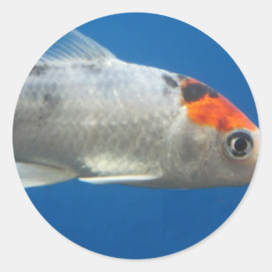 Adesivo Meu Peixe de Peixe Koi
