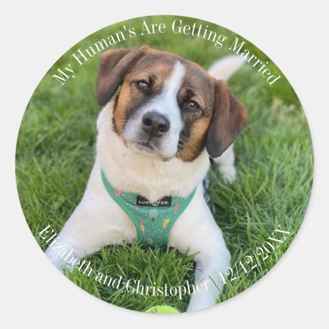 Adesivo Meus humanos estão se casando com fotos de Noivado (Frente)