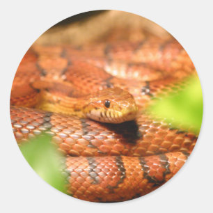 Adesivo milho sunkissed snake.png