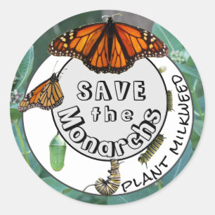 Adesivo Milkweed: Monarch Life Cycle Plant