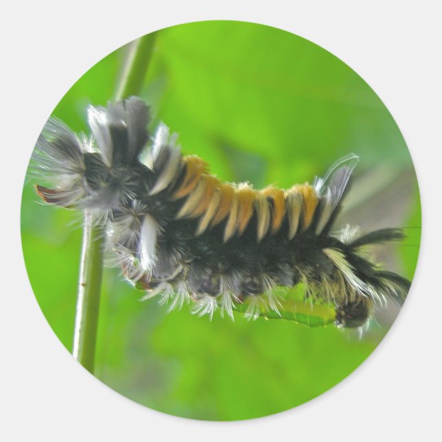 Adesivo Milkweed Tussock Moth Caterillar (Frente)
