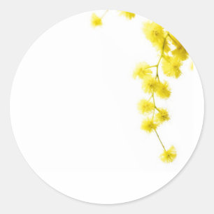 Adesivo Mimosa