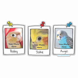 Adesivo Minhas Aves de Estimação Colagem de Fotos Personal