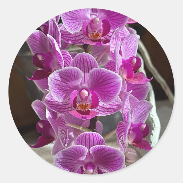 Adesivo Mini Phalaenopsis Sogo Vivien Purple Orchid Flower (Frente)