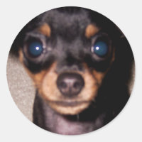 mini pinscher.