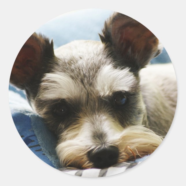Adesivo Mini Schnauzer (Frente)