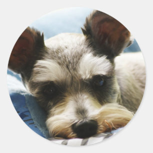 Adesivo Mini Schnauzer