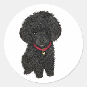 Adesivo Miniatura ou Toy Poodle - Preto 1