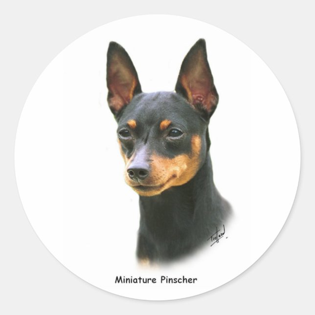 Adesivo Miniatura Pinscher (Frente)