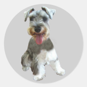 Adesivo Miniatura Schnauzer Sticker