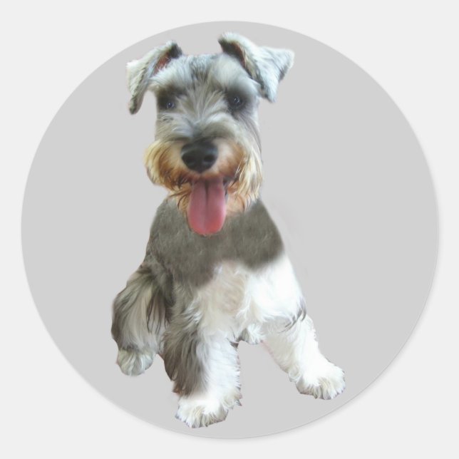 Adesivo Miniatura Schnauzer Sticker (Frente)