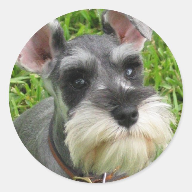 Adesivo Miniatura Schnauzer Sticker (Frente)