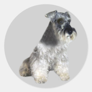 Adesivo Miniatura Schnauzer Sticker