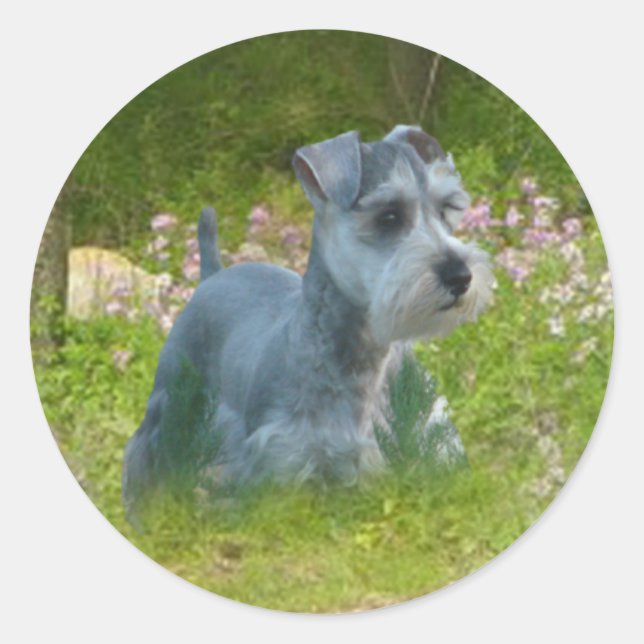 Adesivo Miniatura Schnauzer Sticker (Frente)