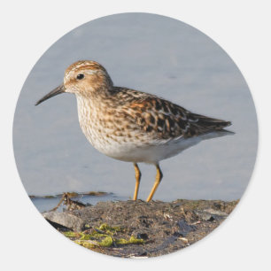 Adesivo Mínimo de Sandpiper no Lado Baixo