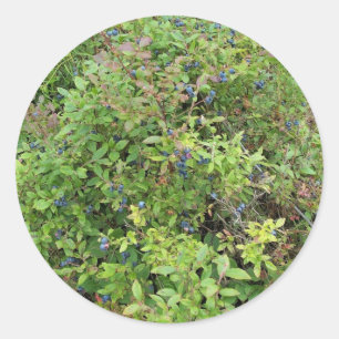 Adesivo Mirtilo Bush