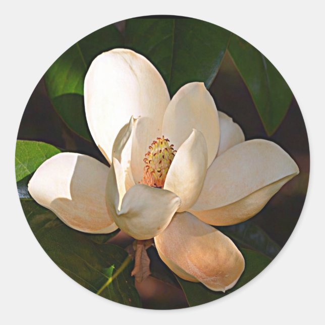 Adesivo Mississípi Magnolia (Frente)