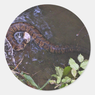Adesivo Mocassim de água, cottonmouth, piscivoru do