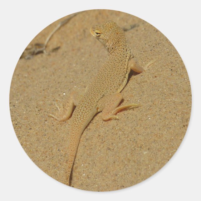 Adesivo Mojave Fringe-Toed Lizard (Frente)