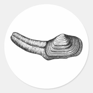 Adesivo Moluscos de Geoduck (ilustração preto e branco)