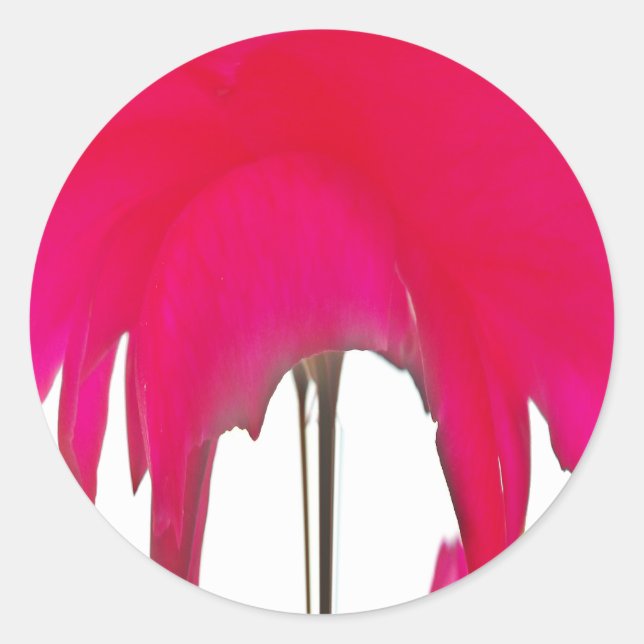 Adesivo Momento Capturado: Uma Elegância Petal Rosa vermel (Frente)