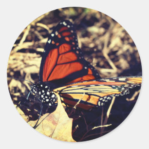 Adesivo Monarca Borboleta Natureza