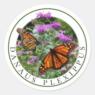 Adesivo Monarch Butterflies e Bee Balm Monarda