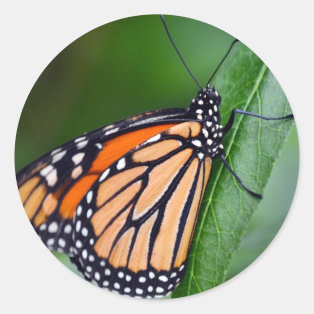 Adesivo Monarch Sticker (Frente)