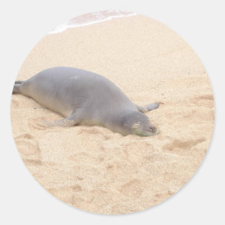 Adesivo Monk Seal Dormindo Sozinho em Praia