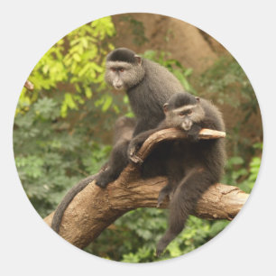 Adesivo Monkey Round Sticker