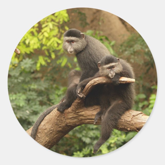 Adesivo Monkey Round Sticker (Frente)