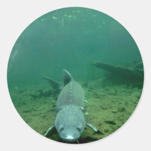 Adesivo Monstro de observação