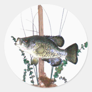 Adesivo Montagem Crappie