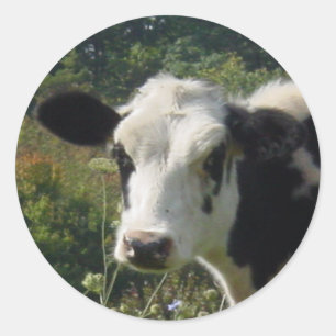 ADESIVO MOO