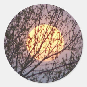 Adesivo moontree