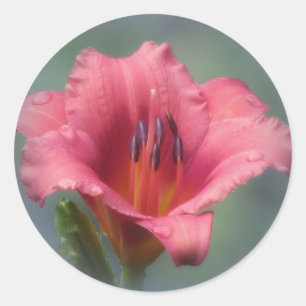 Adesivo Morango e azul - hemerocallis