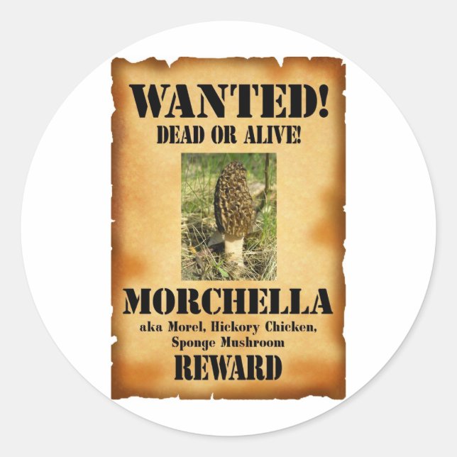 Adesivo Morel - Poster alada (Frente)